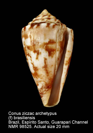 Conus ziczac archetypus (f) brasiliensis.jpg - Conus ziczac archetypus (f) brasiliensis Clench,1942